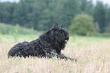 BOUVIER DES FLANDRES 399